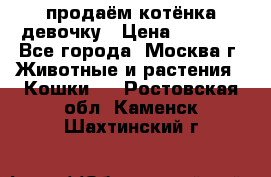 продаём котёнка девочку › Цена ­ 6 500 - Все города, Москва г. Животные и растения » Кошки   . Ростовская обл.,Каменск-Шахтинский г.